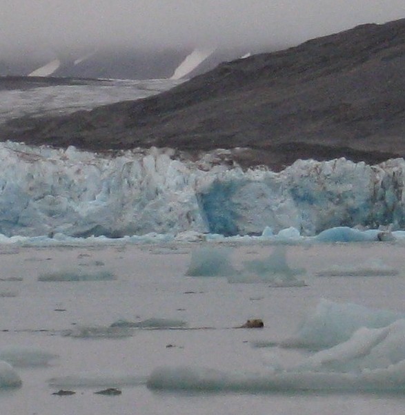 my first polar bear on Spitsbergen, enlarged